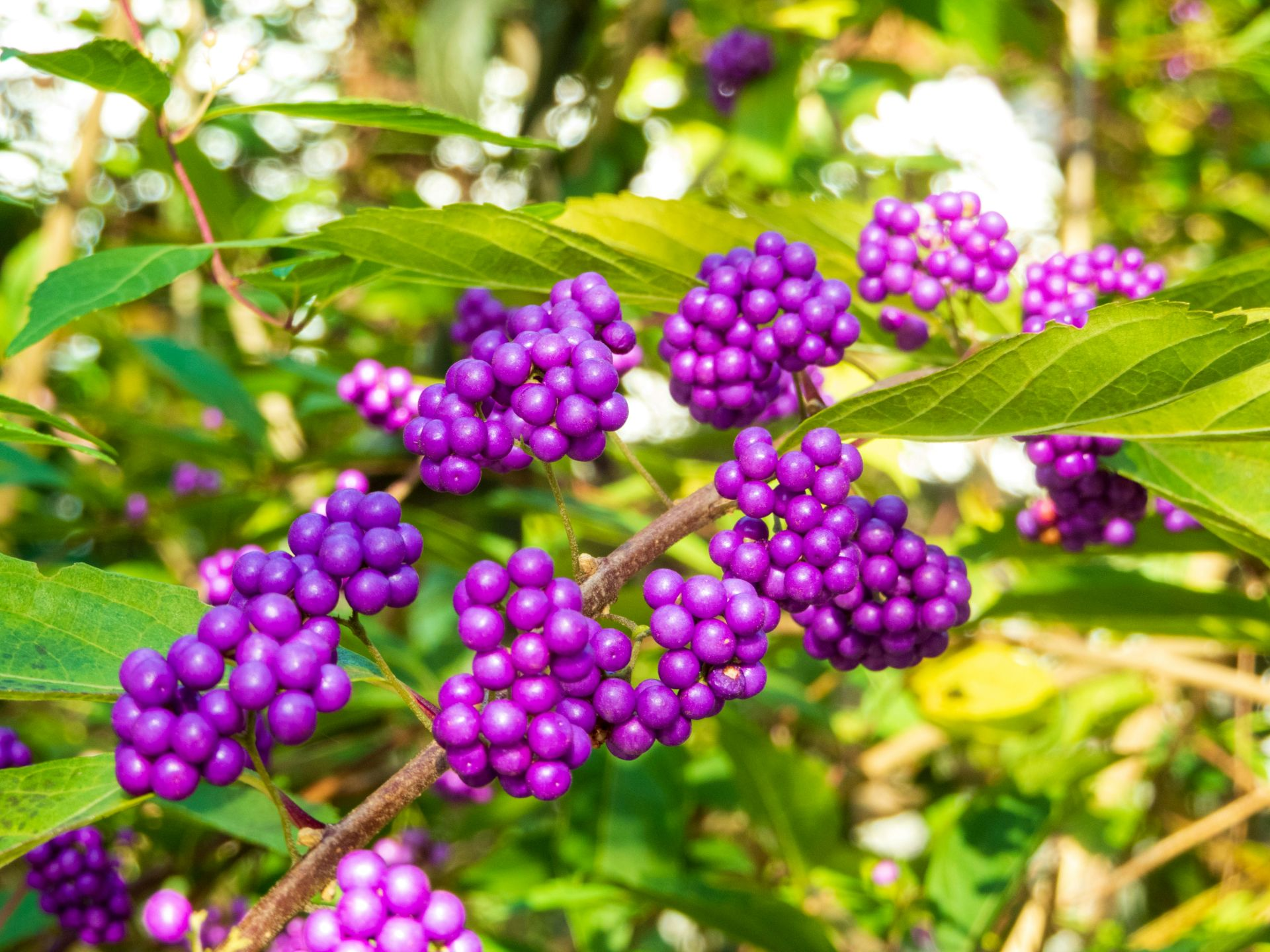 Beautyberry (Yamasa)