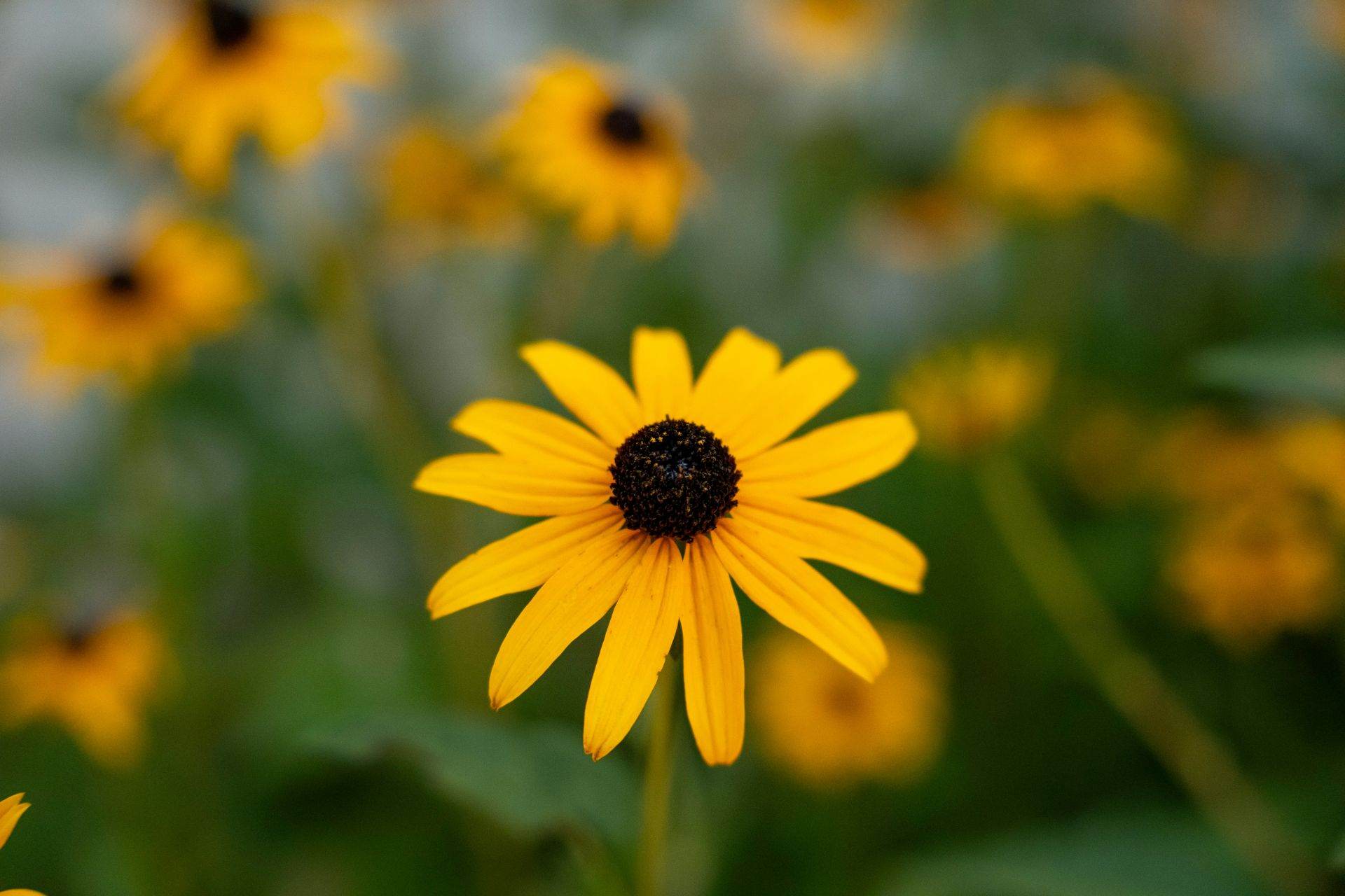 Black-eyed Susan (Dana Bailey)