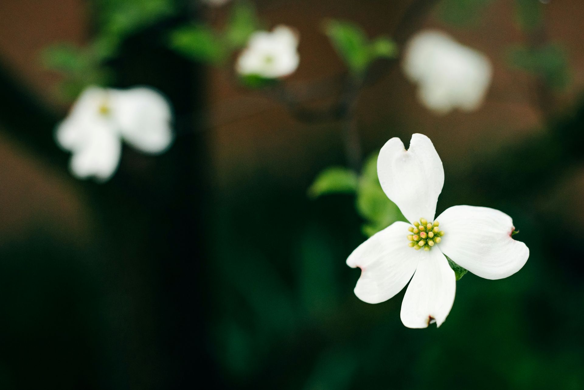 Dogwood